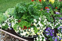   -- As seen @ Sakata Ornamentals Spring Trials 2016:  A colorful display of many of the new and favorite varieties, including edible Swiss Chard in a colorful planting.