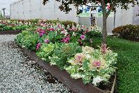   -- As seen @ Sakata Ornamentals Spring Trials 2016:  A colorful display of pink and white kale and poppy, with taller specimens in the background.
