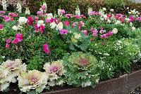   -- As seen @ Sakata Ornamentals Spring Trials 2016:  A colorful display of pink and white kale, cyclamen and poppy, with taller specimens in the background.