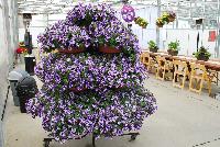   -- As seen @ Sakata Ornamentals Spring Trials 2016:  A spectacular mass of petunia flowing from a handful of containers.