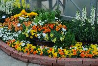   -- As seen @ Sakata Ornamentals Spring Trials 2016:  A colorful, orange, yellow and white display of many of the new and favorite varieties, including edible Swiss Chard in a colorful planting.