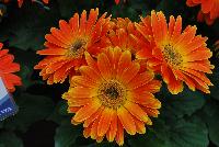 Majorette™ Gerbera Sunset Orange -- An existing seed variety as seen @ Sakata Ornamentals Spring Trials 2016.