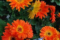 Majorette™ Gerbera Sunset Orange -- An existing seed variety as seen @ Sakata Ornamentals Spring Trials 2016.