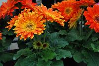 Majorette™ Gerbera Sunset Orange -- An existing seed variety as seen @ Sakata Ornamentals Spring Trials 2016.