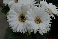 Majorette™ Gerbera Bright White with Dark Eye -- An existing seed variety as seen @ Sakata Ornamentals Spring Trials 2016.