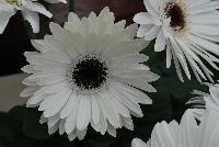 Majorette™ Gerbera Bright White with Dark Eye -- An existing seed variety as seen @ Sakata Ornamentals Spring Trials 2016.