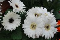 Majorette™ Gerbera Bright White with Dark Eye -- An existing seed variety as seen @ Sakata Ornamentals Spring Trials 2016.