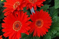 Majorette™ Gerbera Blazing Eyes -- An existing seed variety as seen @ Sakata Ornamentals Spring Trials 2016.