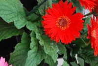 Majorette™ Gerbera Blazing Eyes -- An existing seed variety as seen @ Sakata Ornamentals Spring Trials 2016.