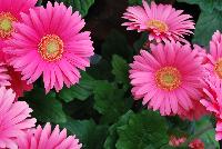 Majorette™ Gerbera Rose -- An existing seed variety as seen @ Sakata Ornamentals Spring Trials 2016.