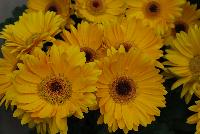 Majorette™ Gerbera Yellow with Dark Eye -- A new seed variety as seen @ Sakata Ornamentals Spring Trials 2016.