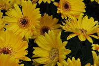 Majorette™ Gerbera Yellow with Dark Eye -- A new seed variety as seen @ Sakata Ornamentals Spring Trials 2016.