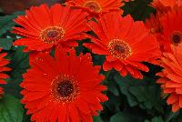 Majorette™ Gerbera Orange with Dark Eye -- An existing seed variety as seen @ Sakata Ornamentals Spring Trials 2016.