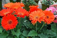 Majorette™ Gerbera Orange with Dark Eye -- An existing seed variety as seen @ Sakata Ornamentals Spring Trials 2016.