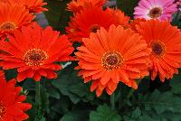 Majorette™ Gerbera Orange with Dark Eye -- An existing seed variety as seen @ Sakata Ornamentals Spring Trials 2016.