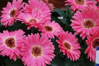 Majorette™ Gerbera Pink Halo -- An existing seed variety as seen @ Sakata Ornamentals Spring Trials 2016.
