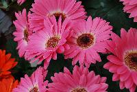 Majorette™ Gerbera Pink Halo -- An existing seed variety as seen @ Sakata Ornamentals Spring Trials 2016.