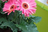 Majorette™ Gerbera Pink Halo -- An existing seed variety as seen @ Sakata Ornamentals Spring Trials 2016.