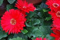 Majorette™ Gerbera Red with Dark Eye -- A new seed variety as seen @ Sakata Ornamentals Spring Trials 2016.