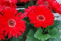 Majorette™ Gerbera Red with Dark Eye -- A new seed variety as seen @ Sakata Ornamentals Spring Trials 2016.