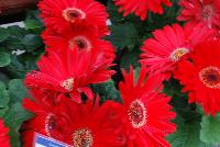 Majorette™ Gerbera Red with Dark Eye -- A new seed variety as seen @ Sakata Ornamentals Spring Trials 2016.