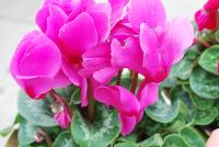 Mammoth® Cyclamen Orchid -- A seed cyclamen as seen @ Sakata Ornamentals Spring Trials 2016.