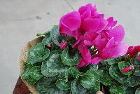 Mammoth® Cyclamen Orchid -- A seed cyclamen as seen @ Sakata Ornamentals Spring Trials 2016.