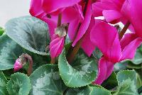 Mammoth® Cyclamen Orchid -- A seed cyclamen as seen @ Sakata Ornamentals Spring Trials 2016.