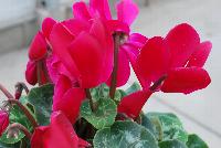 Mammoth® Cyclamen Scarlet -- A seed cyclamen as seen @ Sakata Ornamentals Spring Trials 2016.