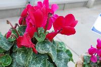 Mammoth® Cyclamen Scarlet -- A seed cyclamen as seen @ Sakata Ornamentals Spring Trials 2016.