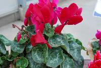 Mammoth® Cyclamen Scarlet -- A seed cyclamen as seen @ Sakata Ornamentals Spring Trials 2016.