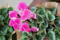 Rembrandt® Cyclamen Neon Flamed -- A seed cyclamen as seen @ Sakata Ornamentals Spring Trials 2016.