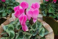 Rembrandt® Cyclamen Neon Flamed -- A seed cyclamen as seen @ Sakata Ornamentals Spring Trials 2016.