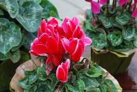 Allure® Cyclamen Red Fuji -- A seed cyclamen as seen @ Sakata Ornamentals Spring Trials 2016.