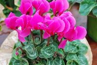 Allure® Cyclamen Orchid -- A seed cyclamen as seen @ Sakata Ornamentals Spring Trials 2016.