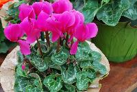 Allure® Cyclamen Orchid -- A seed cyclamen as seen @ Sakata Ornamentals Spring Trials 2016.