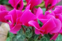 Allure® Cyclamen Orchid -- A seed cyclamen as seen @ Sakata Ornamentals Spring Trials 2016.