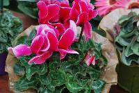 Allure® Cyclamen Neon Pink Fuji -- A seed cyclamen as seen @ Sakata Ornamentals Spring Trials 2016.