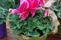 Allure® Cyclamen Neon Pink Fuji -- A seed cyclamen as seen @ Sakata Ornamentals Spring Trials 2016.