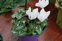 Verano® Cyclamen Cream White -- A seed cyclamen as seen @ Sakata Ornamentals Spring Trials 2016.