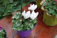 Verano® Cyclamen Cream White -- A seed cyclamen as seen @ Sakata Ornamentals Spring Trials 2016.