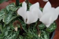 Verano® Cyclamen Cream White -- A seed cyclamen as seen @ Sakata Ornamentals Spring Trials 2016.