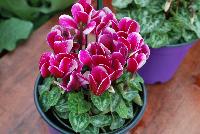 Verano® Cyclamen Dark Violet Fuji -- A seed cyclamen as seen @ Sakata Ornamentals Spring Trials 2016.