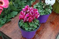 Verano® Cyclamen Dark Violet Fuji -- A seed cyclamen as seen @ Sakata Ornamentals Spring Trials 2016.