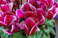 Verano® Cyclamen Dark Violet Fuji -- A seed cyclamen as seen @ Sakata Ornamentals Spring Trials 2016.