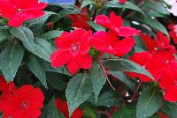 SunPatiens® New Guinea Impatiens Compact Fire Red -- From Sakata Ornamentals Spring Trials 2016:  Do You Love SunPatiens?  A vegetative impatiens with stunning color, vigor and proven performance.