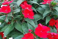 SunPatiens® New Guinea Impatiens Compact Fire Red -- From Sakata Ornamentals Spring Trials 2016:  Do You Love SunPatiens?  A vegetative impatiens with stunning color, vigor and proven performance.