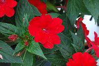 SunPatiens® New Guinea Impatiens Compact Fire Red -- From Sakata Ornamentals Spring Trials 2016:  Do You Love SunPatiens?  A vegetative impatiens with stunning color, vigor and proven performance.