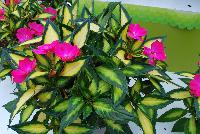 SunPatiens® New Guinea Impatiens Compact Tropical Rose V/L -- From Sakata Ornamentals Spring Trials 2016:  Do You Love SunPatiens?  A vegetative impatiens with stunning color, variegated leaves, vigor and proven performance.