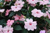 SunPatiens® New Guinea Impatiens Spreading Pink Kiss -- From Sakata Ornamentals Spring Trials 2016:  Do You Love SunPatiens?  A NEW vegetative, spreading impatiens with stunning color, vigor and proven performance.